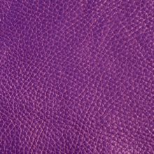 Img9072_cyclamen_Ischia_OK